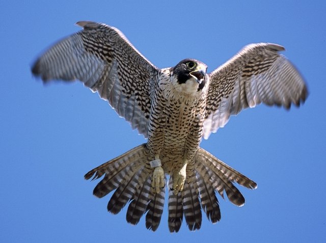 An Allometric Relationship between Body Mass and Wingspan in Falcons